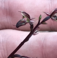Acianthus exsertus (Large Mosquito Orchid) at Point 4558 - 30 Mar 2022 by Tapirlord