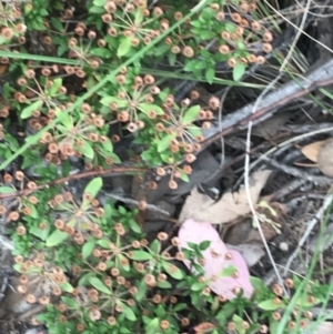 Pomax umbellata at Acton, ACT - 30 Mar 2022