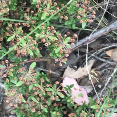 Pomax umbellata (A Pomax) at Black Mountain - 30 Mar 2022 by Tapirlord