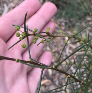 Acacia genistifolia at Acton, ACT - 30 Mar 2022