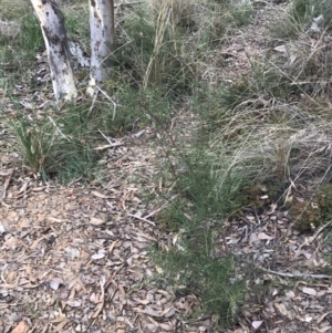 Acacia genistifolia at Acton, ACT - 30 Mar 2022