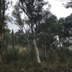 Eucalyptus rossii (Inland Scribbly Gum) at Black Mountain - 30 Mar 2022 by Tapirlord