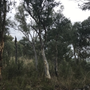 Eucalyptus rossii at Bruce, ACT - 30 Mar 2022