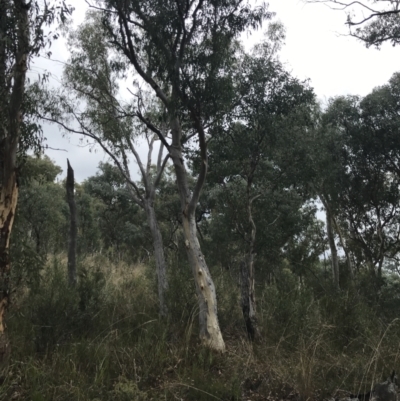 Eucalyptus rossii (Inland Scribbly Gum) at Black Mountain - 30 Mar 2022 by Tapirlord