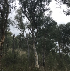 Eucalyptus rossii at Bruce, ACT - 30 Mar 2022 04:19 PM