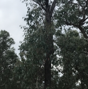 Eucalyptus macrorhyncha at Bruce, ACT - 30 Mar 2022