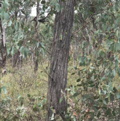 Eucalyptus macrorhyncha at Bruce, ACT - 30 Mar 2022