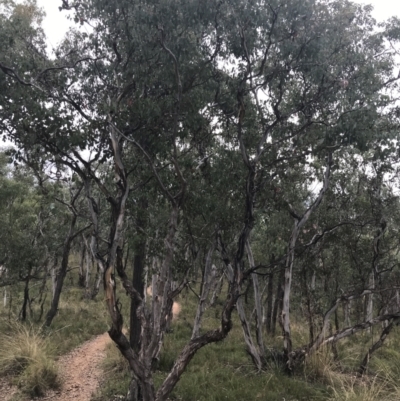 Eucalyptus polyanthemos subsp. polyanthemos (Red Box) at Black Mountain - 30 Mar 2022 by Tapirlord