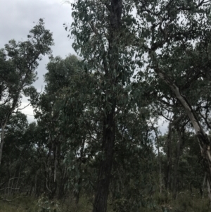 Eucalyptus polyanthemos subsp. polyanthemos at Bruce, ACT - 30 Mar 2022 04:16 PM