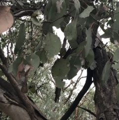 Eucalyptus polyanthemos subsp. polyanthemos at Bruce, ACT - 30 Mar 2022 04:16 PM