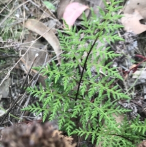 Cheilanthes austrotenuifolia at Bruce, ACT - 30 Mar 2022 04:03 PM