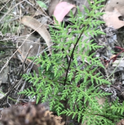 Cheilanthes austrotenuifolia (Rock Fern) at Black Mountain - 30 Mar 2022 by Tapirlord