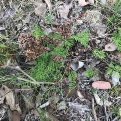 Cheilanthes austrotenuifolia at Bruce, ACT - 30 Mar 2022 04:03 PM