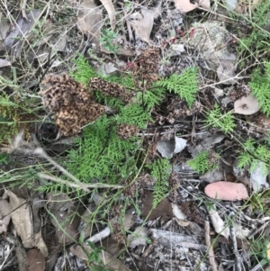 Cheilanthes austrotenuifolia at Bruce, ACT - 30 Mar 2022 04:03 PM