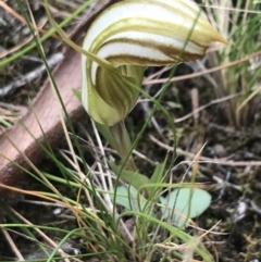 Diplodium truncatum (Little Dumpies, Brittle Greenhood) at Bruce, ACT - 30 Mar 2022 by Tapirlord