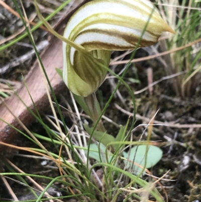 Diplodium truncatum (Little Dumpies, Brittle Greenhood) at Black Mountain - 30 Mar 2022 by Tapirlord