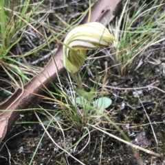 Diplodium truncatum at Bruce, ACT - 30 Mar 2022