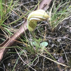 Diplodium truncatum at Bruce, ACT - suppressed