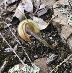 Diplodium truncatum at Bruce, ACT - 30 Mar 2022