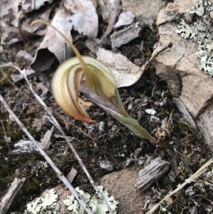 Diplodium truncatum at Bruce, ACT - 30 Mar 2022