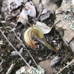 Diplodium truncatum at Bruce, ACT - 30 Mar 2022