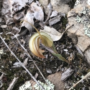 Diplodium truncatum at Bruce, ACT - suppressed