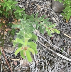 Persoonia rigida (Hairy Geebung) at Black Mountain - 30 Mar 2022 by Tapirlord