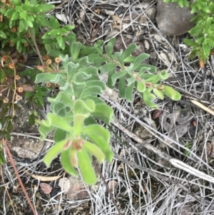 Persoonia rigida at Bruce, ACT - 30 Mar 2022