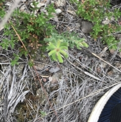 Persoonia rigida at Bruce, ACT - 30 Mar 2022 03:48 PM