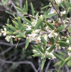 Monotoca scoparia (Broom Heath) at Black Mountain - 30 Mar 2022 by Tapirlord