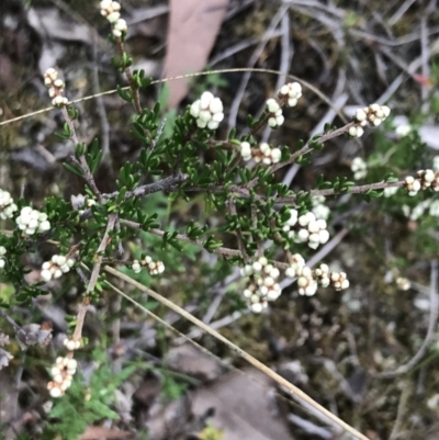 Cryptandra amara (Bitter Cryptandra) at Black Mountain - 30 Mar 2022 by Tapirlord