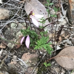 Eriochilus cucullatus at Bruce, ACT - 30 Mar 2022