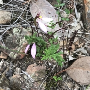 Eriochilus cucullatus at Bruce, ACT - 30 Mar 2022