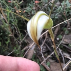 Diplodium ampliatum (Large Autumn Greenhood) at Black Mountain - 30 Mar 2022 by Tapirlord