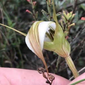 Diplodium ampliatum at Point 5815 - suppressed