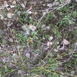 Coronidium oxylepis subsp. lanatum at Bruce, ACT - 30 Mar 2022