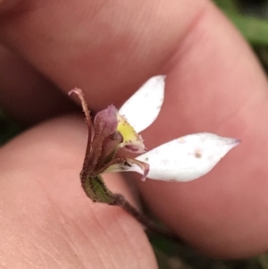 Eriochilus cucullatus at Bruce, ACT - suppressed