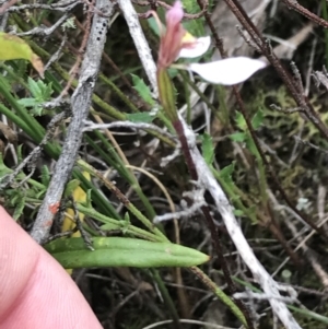 Eriochilus cucullatus at Bruce, ACT - 30 Mar 2022