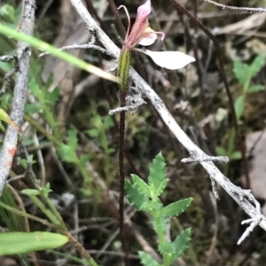 Eriochilus cucullatus at Bruce, ACT - suppressed