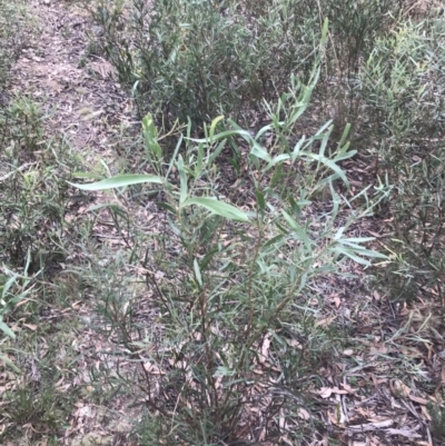 Daviesia mimosoides subsp. mimosoides at Acton, ACT - 30 Mar 2022 by Tapirlord