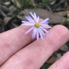 Brachyscome rigidula (Hairy Cut-leaf Daisy) at Black Mountain - 30 Mar 2022 by Tapirlord