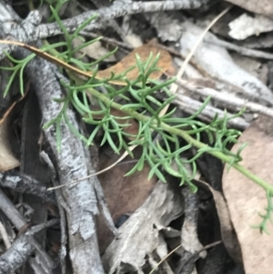 Brachyscome rigidula at Acton, ACT - 30 Mar 2022 03:37 PM