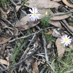 Brachyscome rigidula at Acton, ACT - 30 Mar 2022 03:37 PM