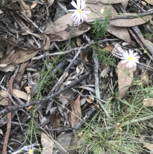 Brachyscome rigidula at Acton, ACT - 30 Mar 2022