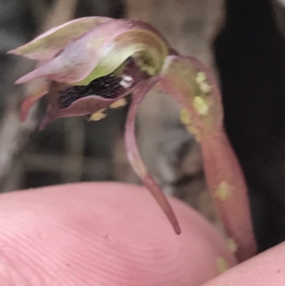 Chiloglottis reflexa (Short-clubbed Wasp Orchid) at Acton, ACT - 30 Mar 2022 by Tapirlord