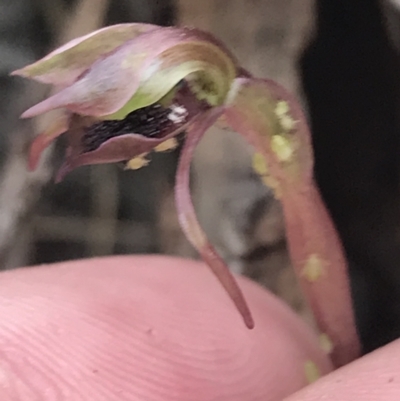Chiloglottis reflexa (Short-clubbed Wasp Orchid) at Point 25 - 30 Mar 2022 by Tapirlord