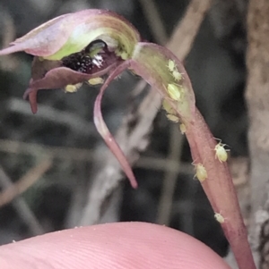 Chiloglottis reflexa at Point 25 - 30 Mar 2022