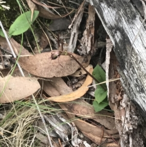 Chiloglottis reflexa at Point 25 - 30 Mar 2022