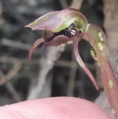 Chiloglottis reflexa at Point 25 - 30 Mar 2022