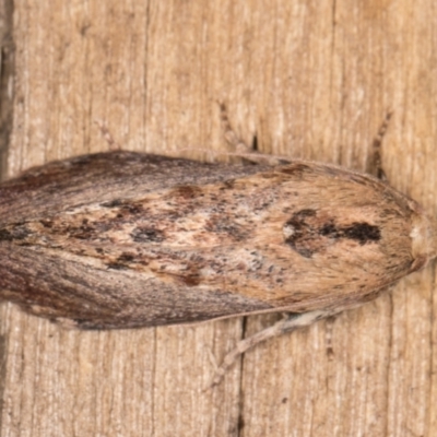 Galleria mellonella (Greater Wax Moth) at Melba, ACT - 15 Feb 2022 by kasiaaus